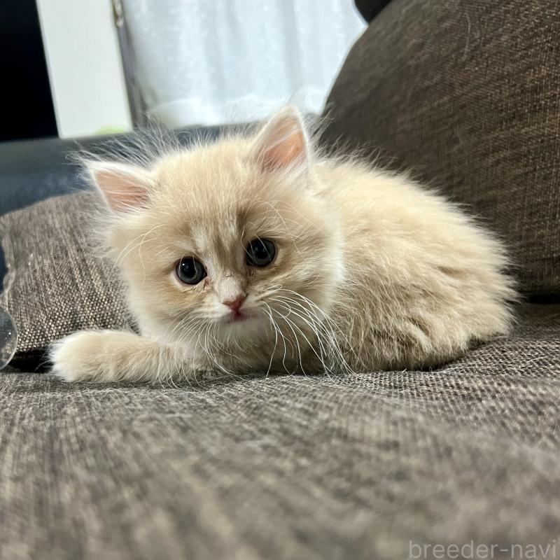 販売中の三重県のスコティッシュフォールド-129920の19枚目