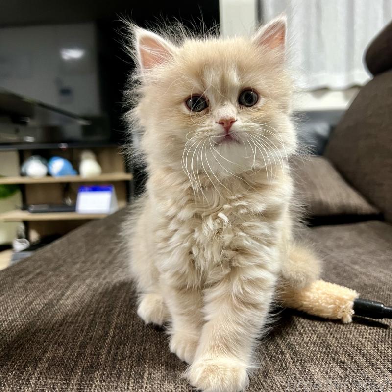 販売中の三重県のスコティッシュフォールド-129920の18枚目