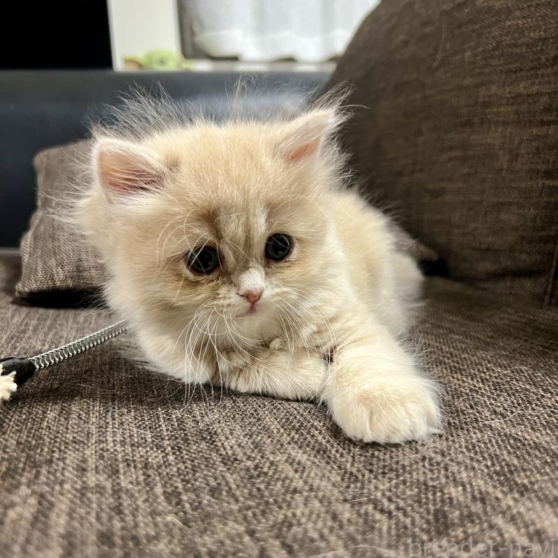 販売中の三重県のスコティッシュフォールド-129920の17枚目