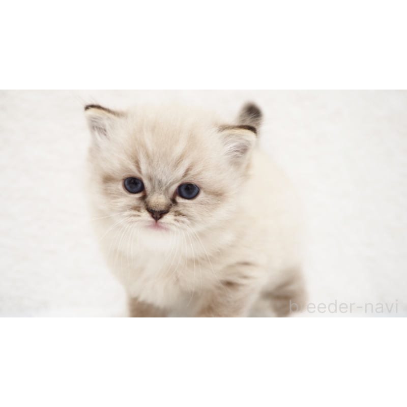 販売中の埼玉県のラグドール-131230の4枚目