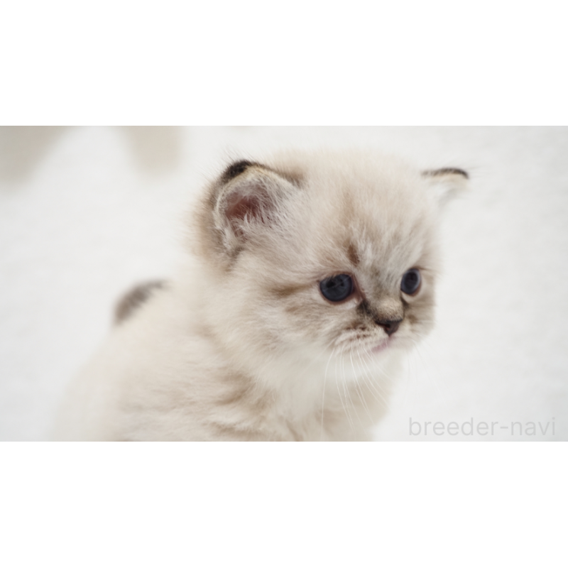 販売中の埼玉県のラグドール-131230の3枚目