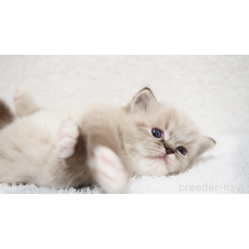 販売中の埼玉県のラグドール-131230の2枚目