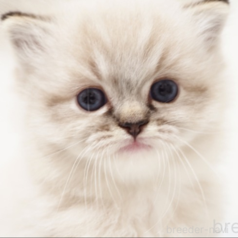 販売中の埼玉県のラグドール-131230