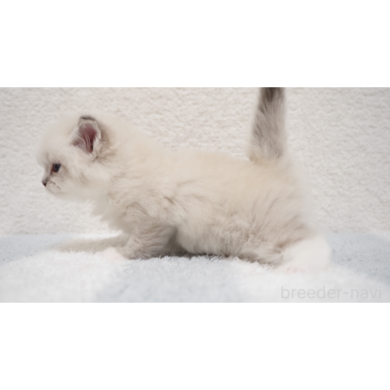 販売中の埼玉県のラグドール-131231の4枚目