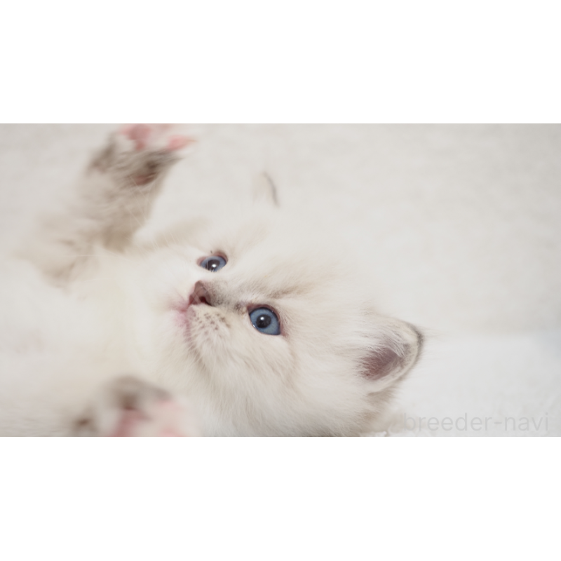 販売中の埼玉県のラグドール-131231の3枚目