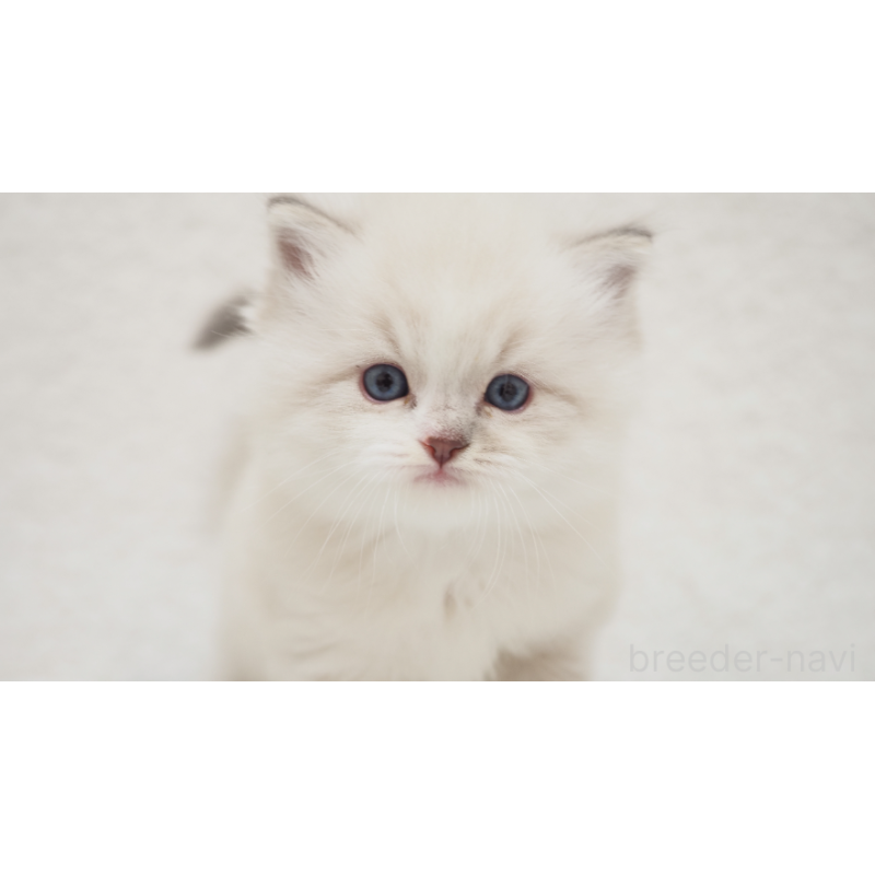 販売中の埼玉県のラグドール-131231の2枚目