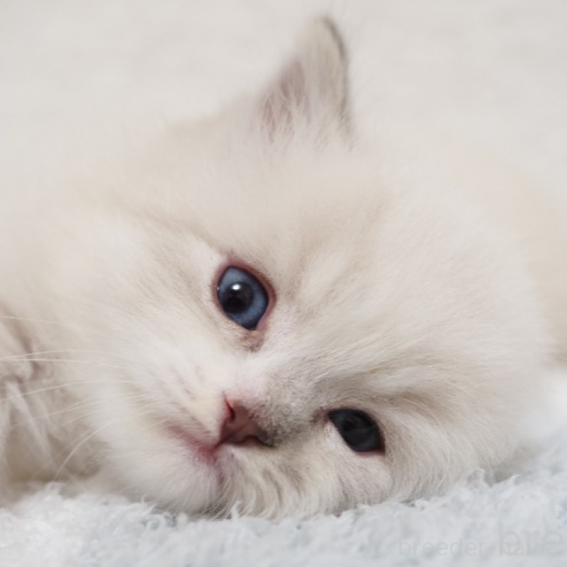 販売中の埼玉県のラグドール-131231の1枚目