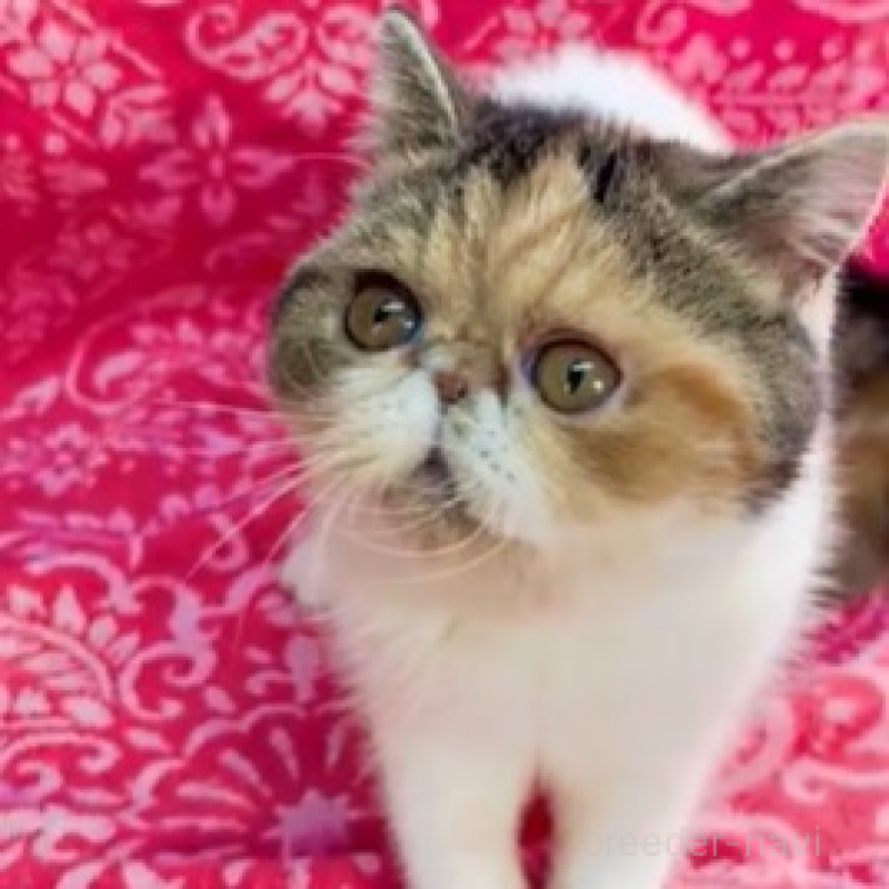 販売中の福島県のエキゾチックショートヘア-131232の1枚目