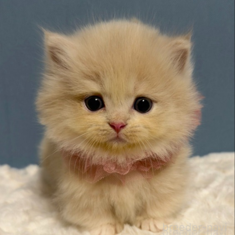 販売中の福岡県のマンチカン(短足)-131233の1枚目