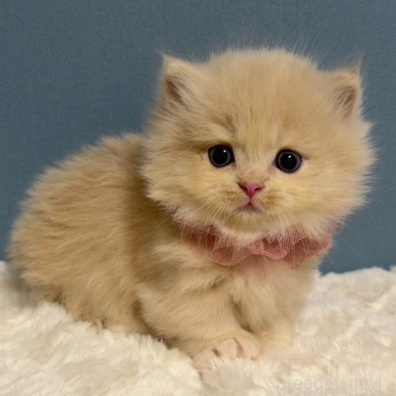 販売中の福岡県のマンチカン(短足)-131233の4枚目