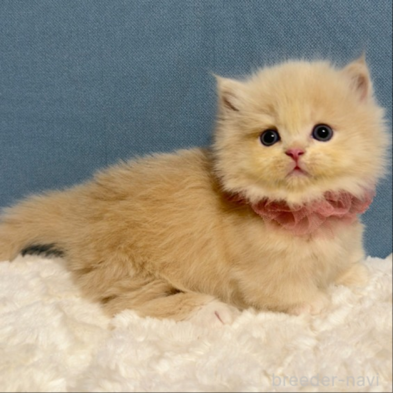 販売中の福岡県のマンチカン(短足)-131233の3枚目