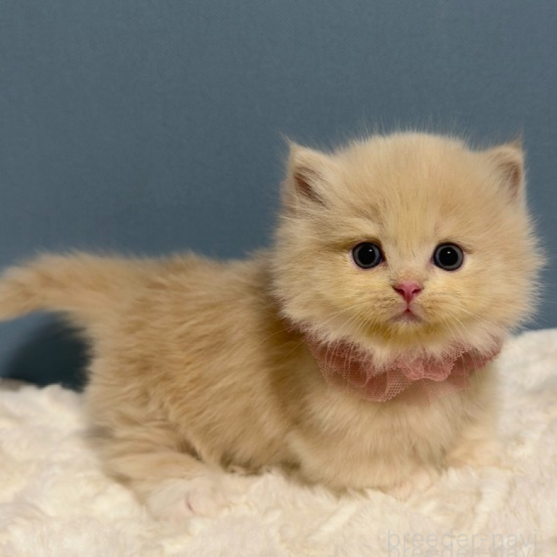 販売中の福岡県のマンチカン(短足)-131233の2枚目