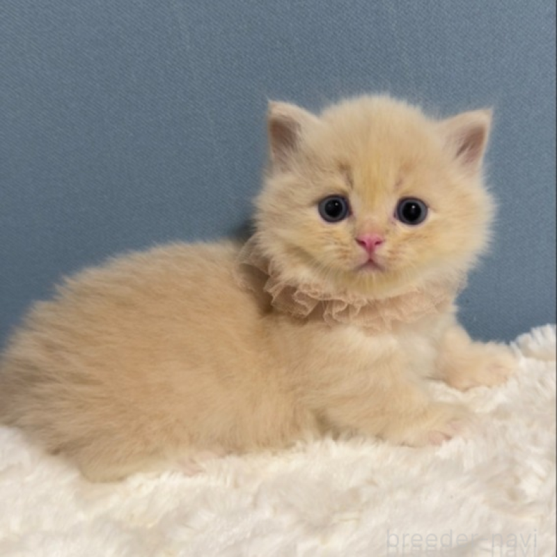 販売中の福岡県のマンチカン(短足)-131234の4枚目