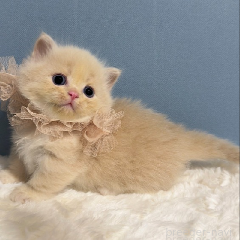 販売中の福岡県のマンチカン(短足)-131234の3枚目