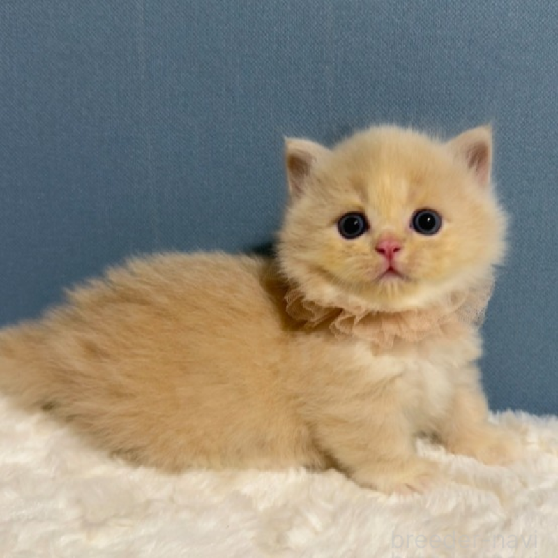 販売中の福岡県のマンチカン(短足)-131234の2枚目