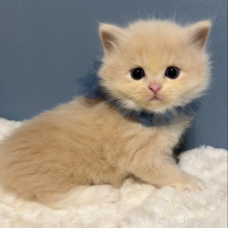 販売中の福岡県のマンチカン-131235の4枚目