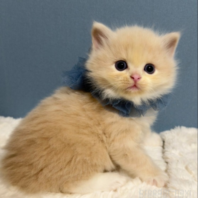 販売中の福岡県のマンチカン-131235の3枚目