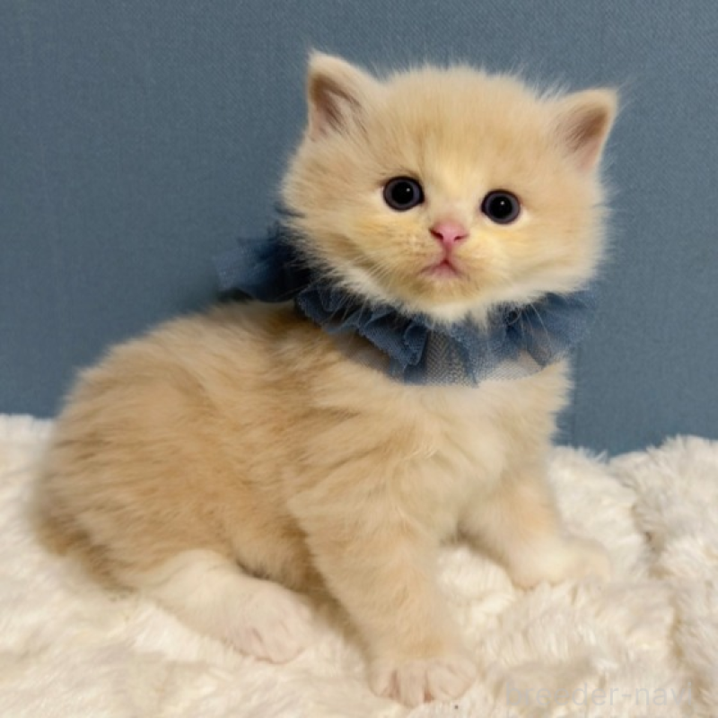 販売中の福岡県のマンチカン-131235の2枚目