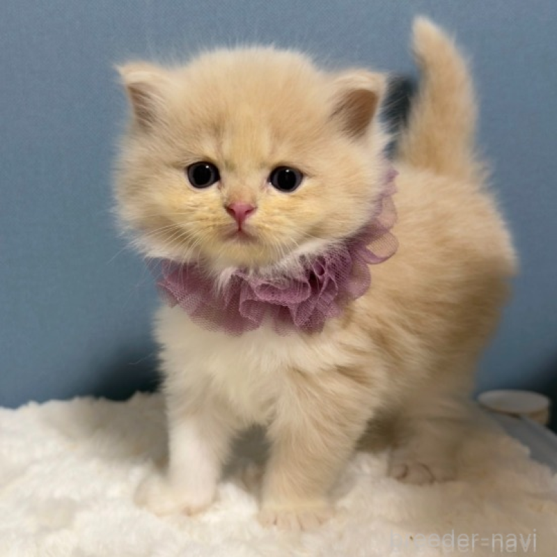 販売中の福岡県のマンチカン-131236の4枚目