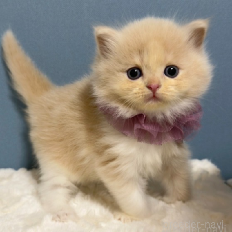 販売中の福岡県のマンチカン-131236