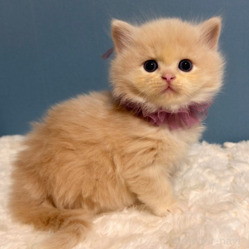 販売中の福岡県のマンチカン-131236の3枚目