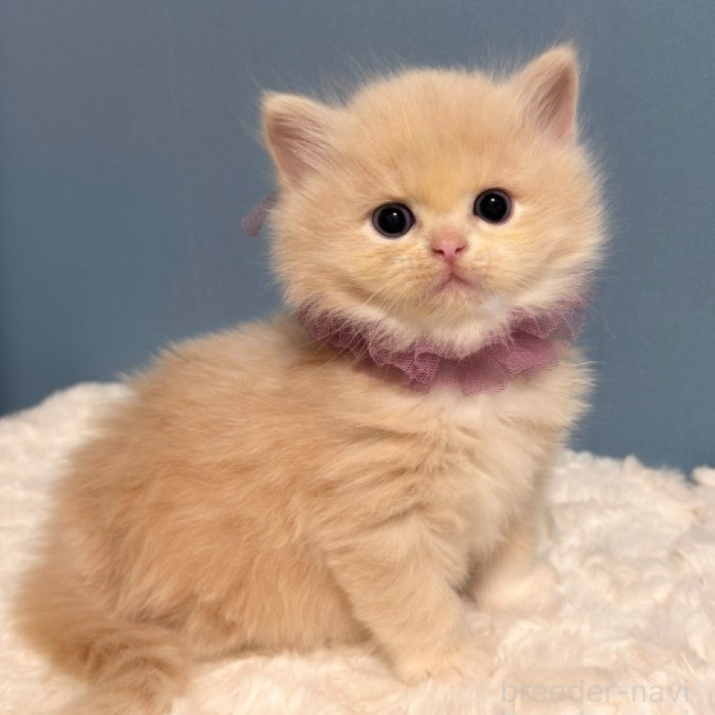 販売中の福岡県のマンチカン-131236の2枚目