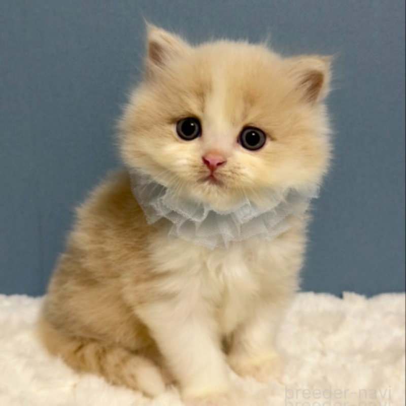 販売中の福岡県のマンチカン-131237の4枚目