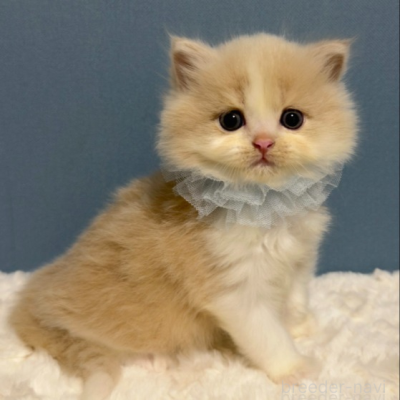 販売中の福岡県のマンチカン-131237の3枚目