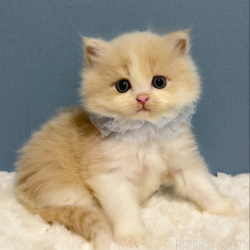 販売中の福岡県のマンチカン-131237の2枚目