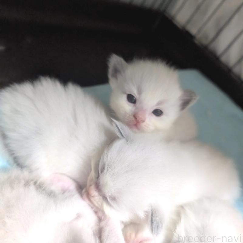 販売中の北海道のラグドール-131238の3枚目