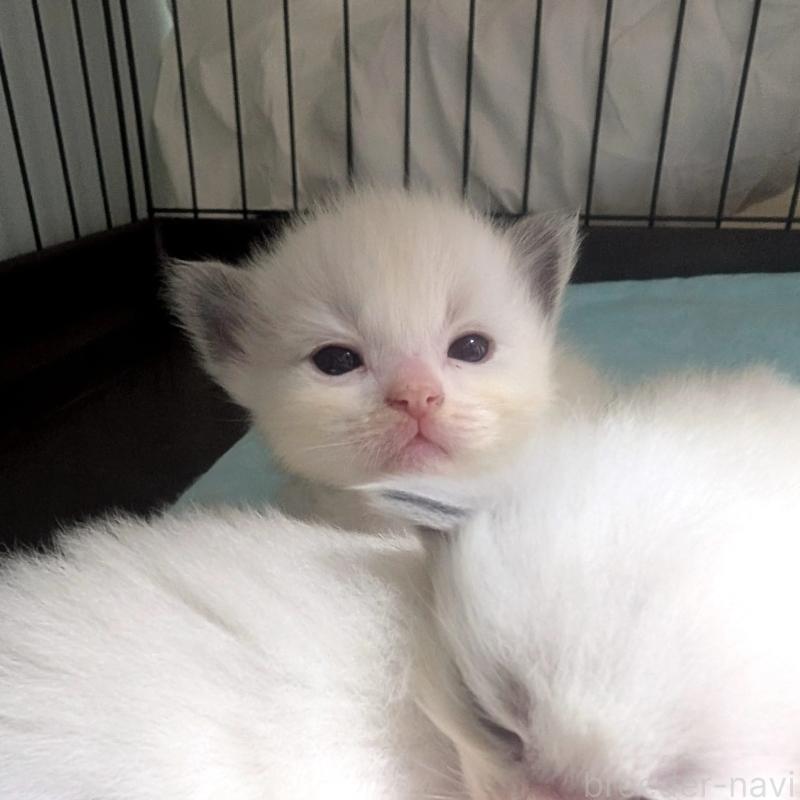 販売中の北海道のラグドール-131238の2枚目