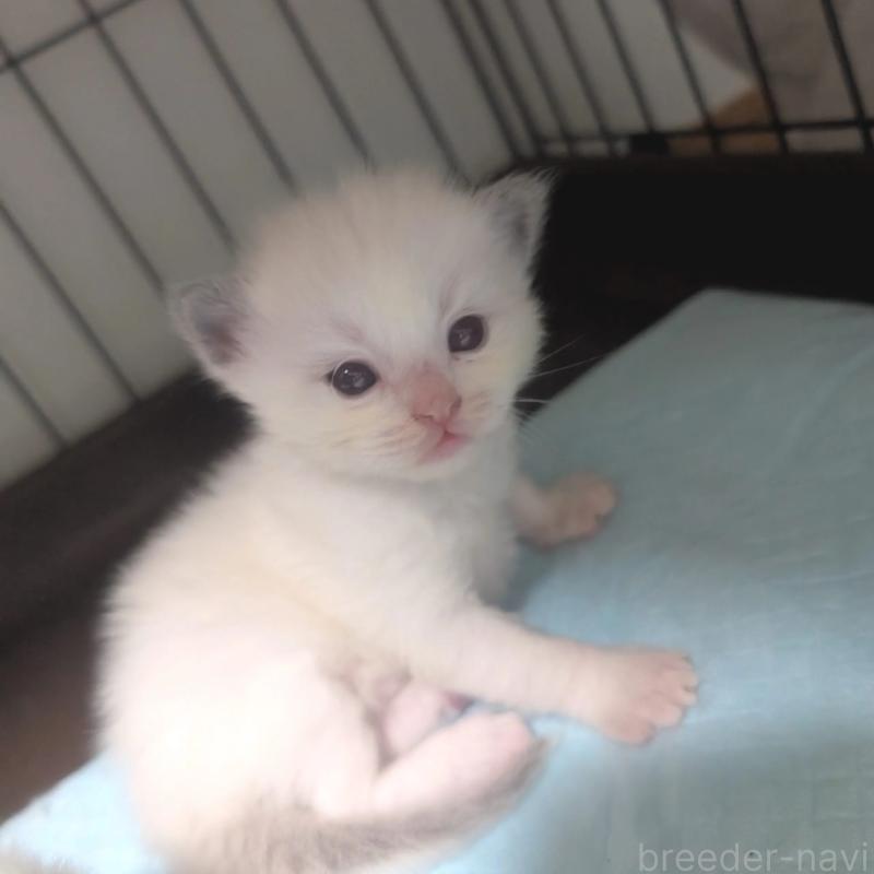 販売中の北海道のラグドール-131238の1枚目