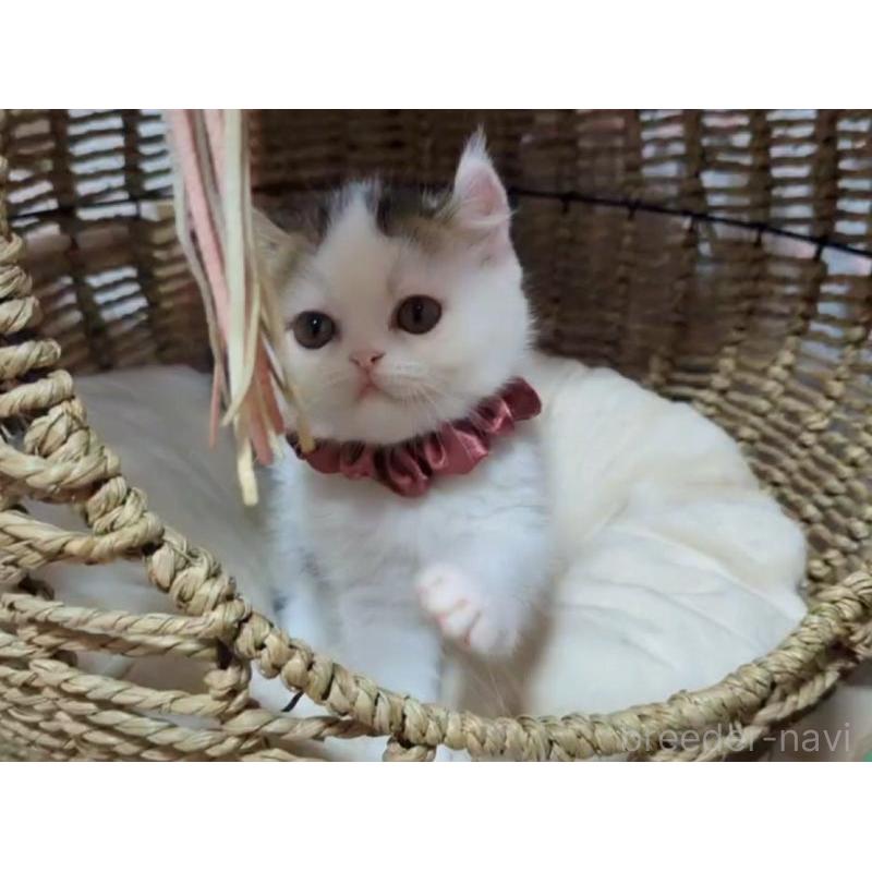 販売中の愛媛県のミヌエット-131239の5枚目