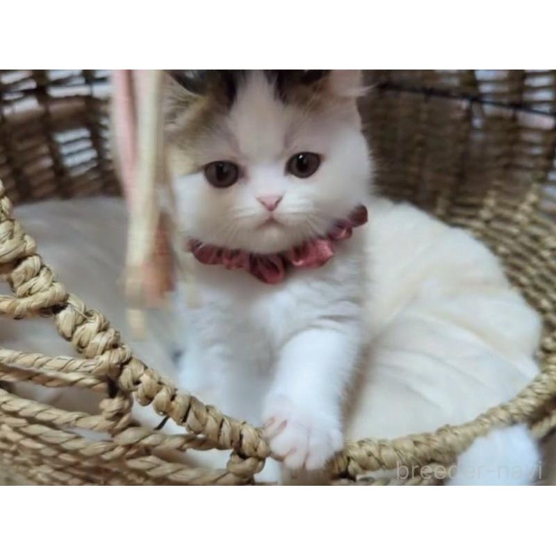 販売中の愛媛県のミヌエット-131239の4枚目