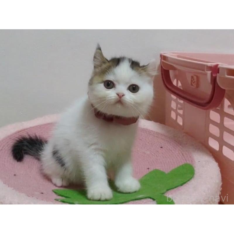 販売中の愛媛県のミヌエット-131239の3枚目