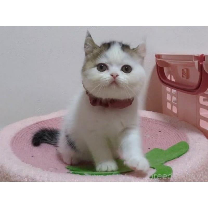 販売中の愛媛県のミヌエット-131239の2枚目