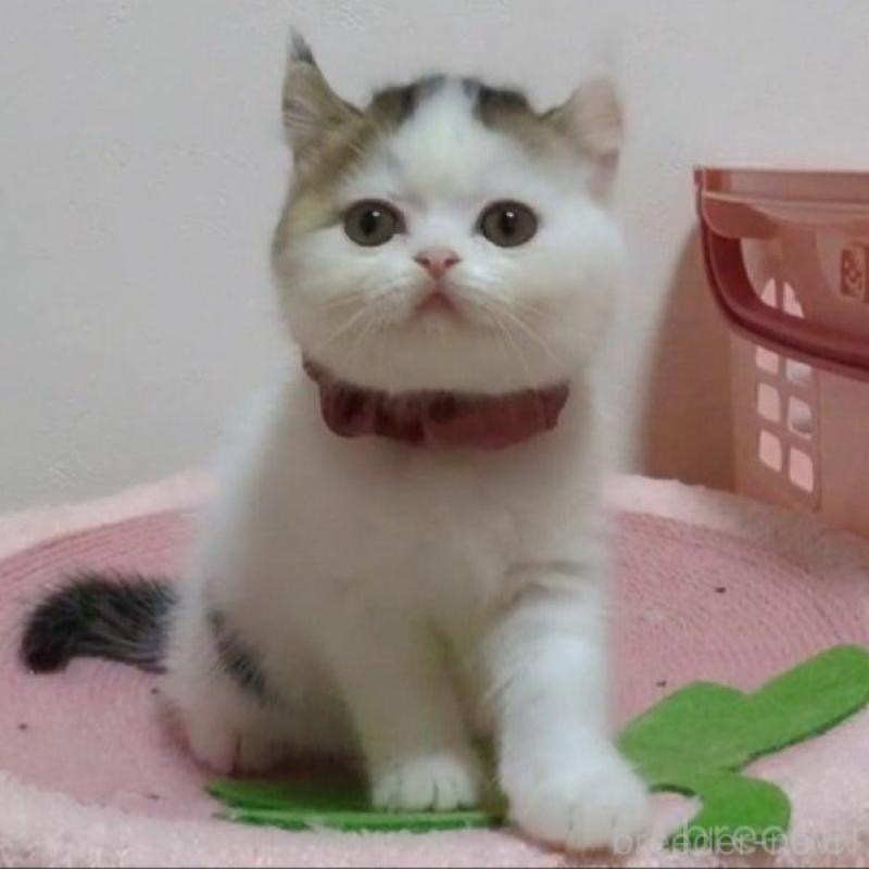 販売中の愛媛県のミヌエット-131239の1枚目