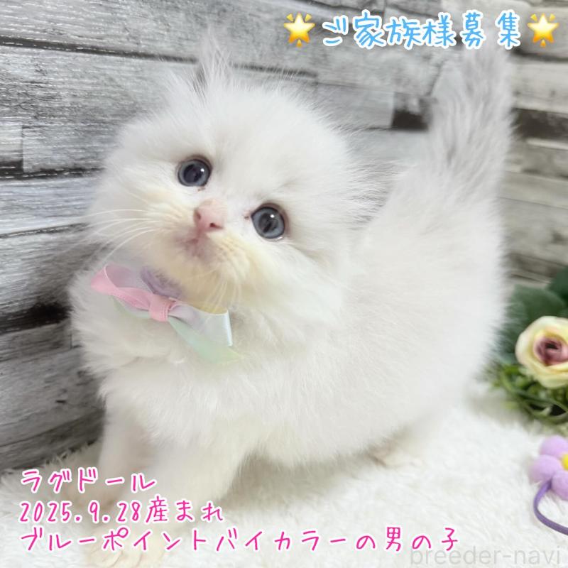 販売中の茨城県のラグドール-131240の1枚目