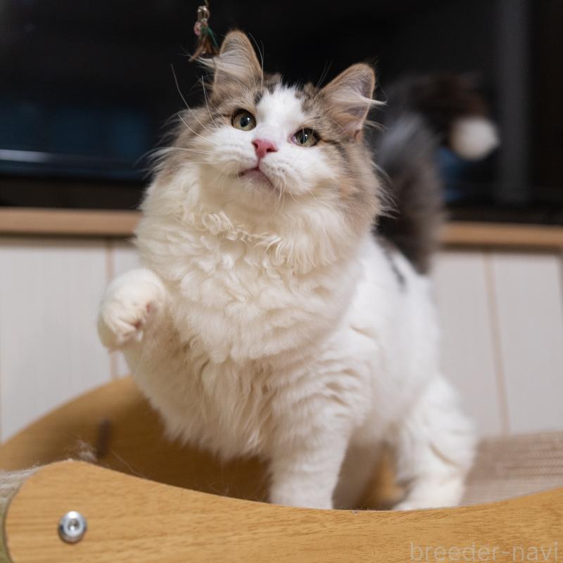 販売中の大阪府のサイベリアン-128791の10枚目