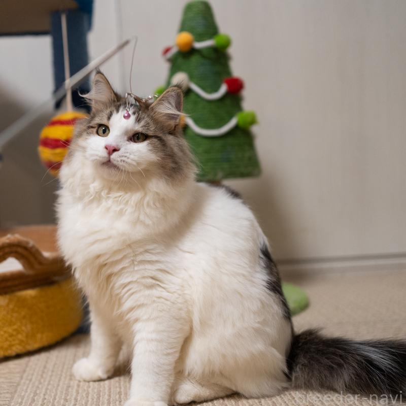 販売中の大阪府のサイベリアン-128791の9枚目