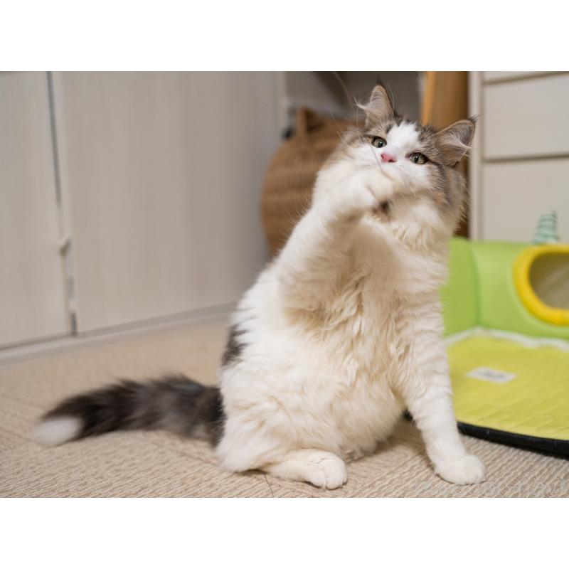 販売中の大阪府のサイベリアン-128791の8枚目