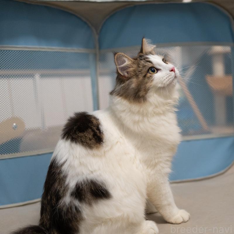 販売中の大阪府のサイベリアン-128791の7枚目