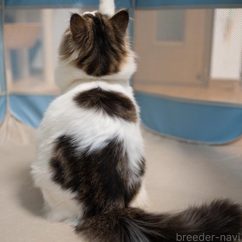 販売中の大阪府のサイベリアン-128791の6枚目