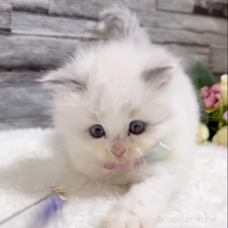 販売中の茨城県のラグドール-131240の5枚目