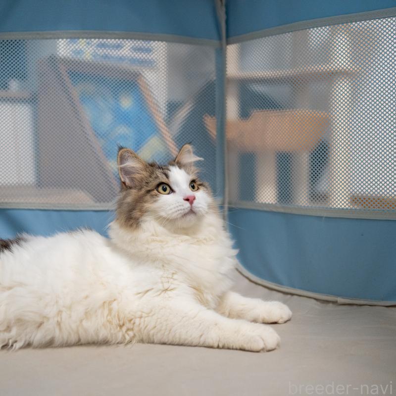 販売中の大阪府のサイベリアン-128791の5枚目