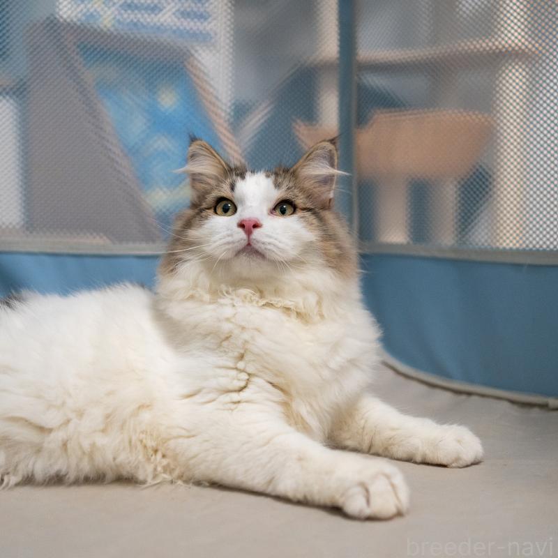 販売中の大阪府のサイベリアン-128791の4枚目