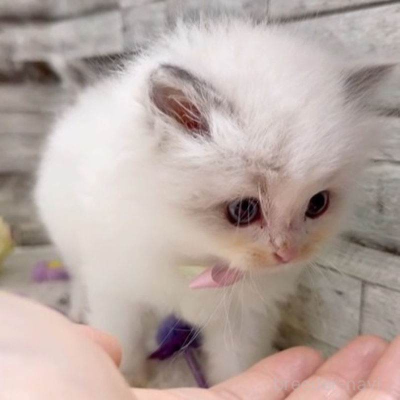 販売中の茨城県のラグドール-131240の4枚目