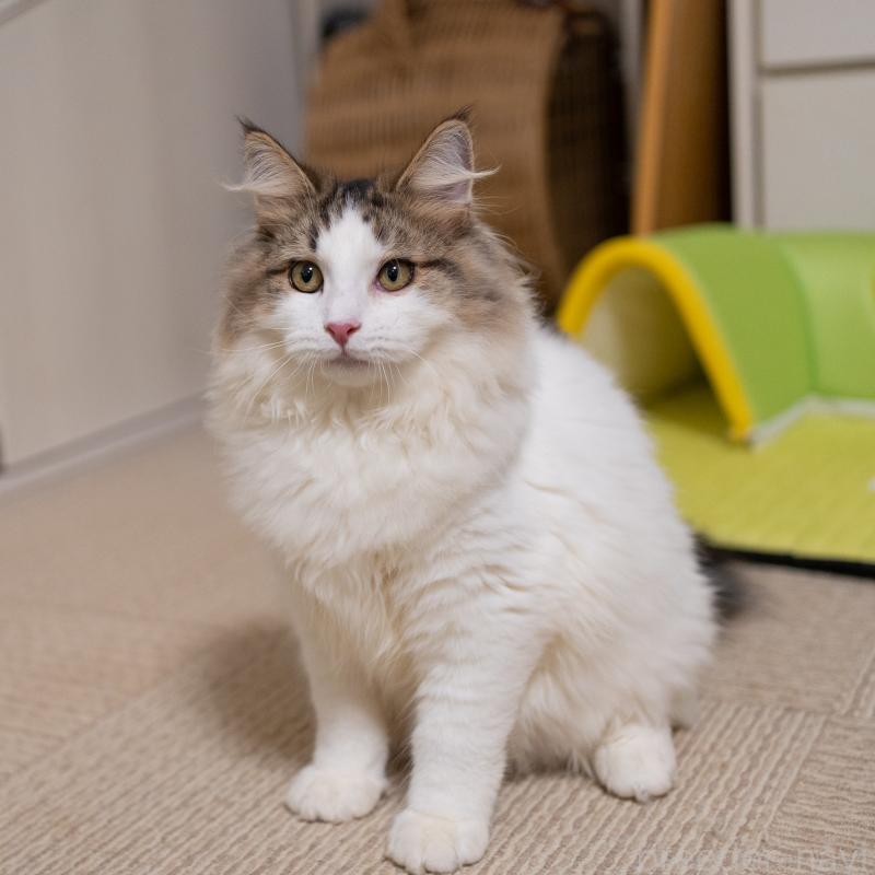 販売中の大阪府のサイベリアン-128791の5枚目