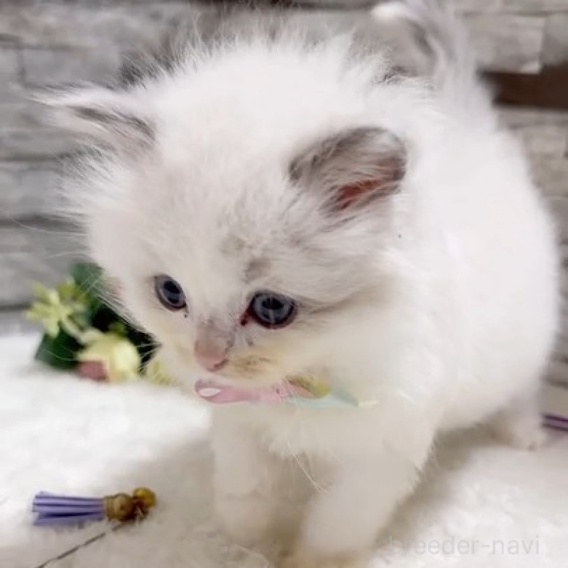 販売中の茨城県のラグドール-131240の3枚目