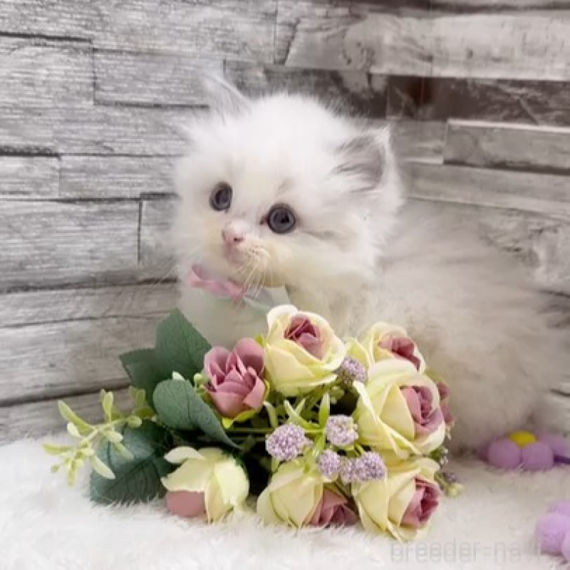 販売中の茨城県のラグドール-131240の2枚目